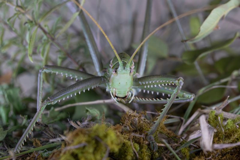 Tettigoniidae - Saga pedo